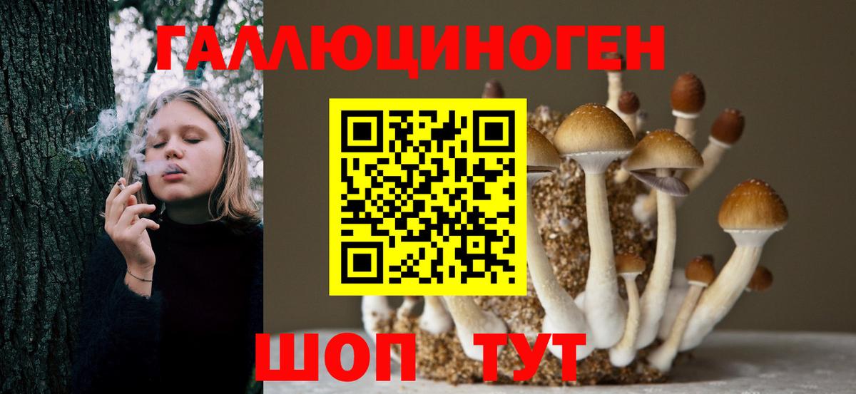Псилоцибиновые грибы Psilocybe Улан-Удэ